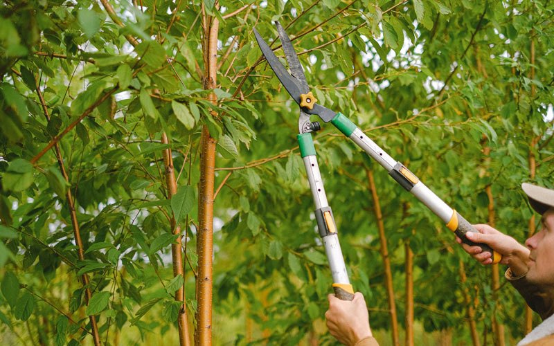 Tree trimming in Clarkridge, AR