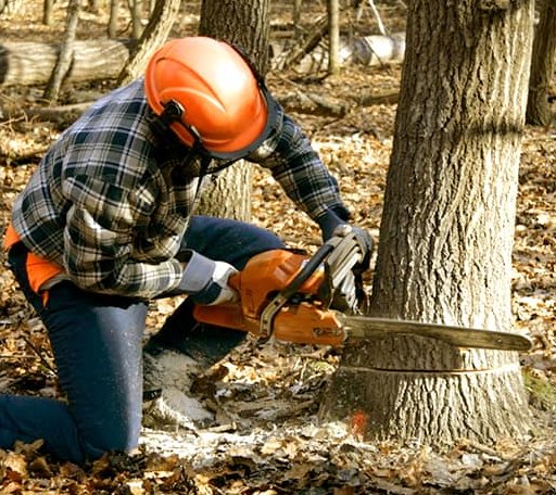 Tree Removal in Clarkridge, AR